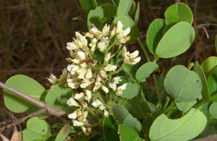 Dalbergia Melanoxylon PlantZAfrica   Dalbergia Melanoxylon Flowers Lvs GEOFF NICHOLS 